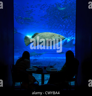 A giant Grouper fish swims past diners in the restaurant at Churaumi Aquarium in Okinawa, Japan Stock Photo