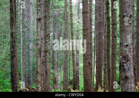 green forest background in a sunny day Stock Photo - Alamy