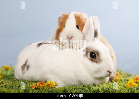 Zwergkaninchen & Meerschwein / pygmy bunny and guinea pig Stock Photo