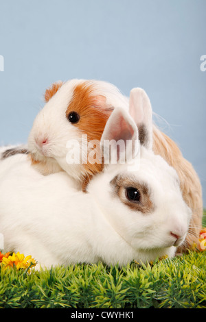 Zwergkaninchen & Meerschwein / pygmy bunny and guinea pig Stock Photo