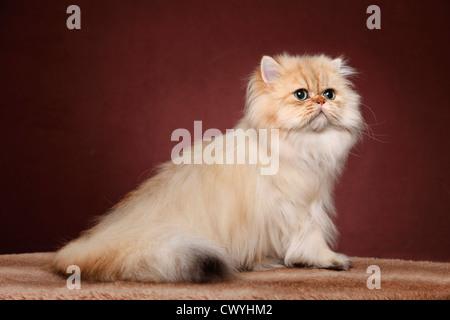 golden chinchilla Perser / persian cat Stock Photo