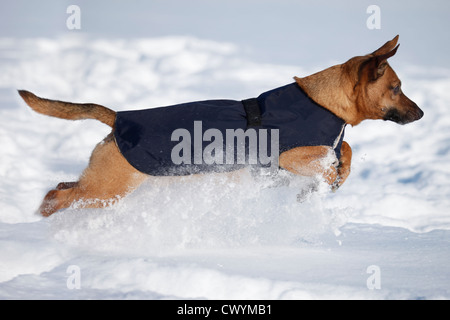 running Mongrel Stock Photo