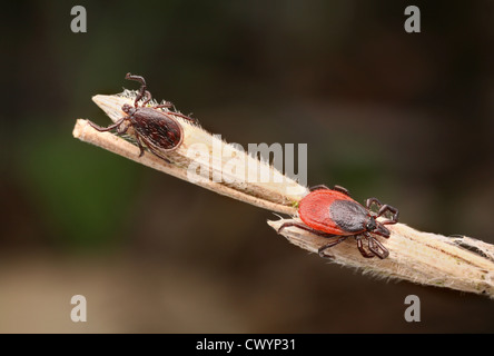 Male and female castor bean tick (Ixodes ricinus) Stock Photo