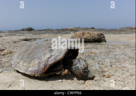 Mass Animal Die-Off concept. A carcase of a Sea Turtle on a beach Stock Photo