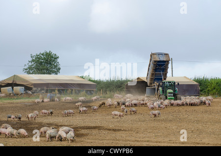 Pig fattening units on arable land, Norfolk, England, UK Stock Photo