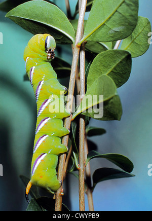 Caterpillar of a Privet Hawk Moth (Sphinx ligustri) Stock Photo