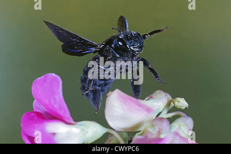 Violet carpenter bee (Xylocopa violacea) at blossom Stock Photo