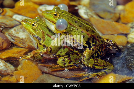 Pool Frogs (Pelophylax lessonae) mating Stock Photo