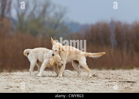 Two young Golden Retrievers playing on beach Stock Photo