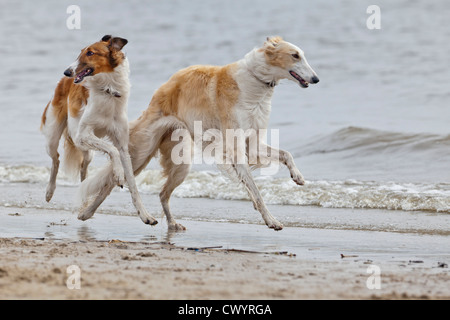 Two Borzoi sighthounds running along beach Stock Photo