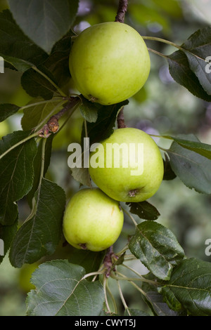 Malus domestica 'Early Victoria'. Apples growing in an English orchard. Stock Photo