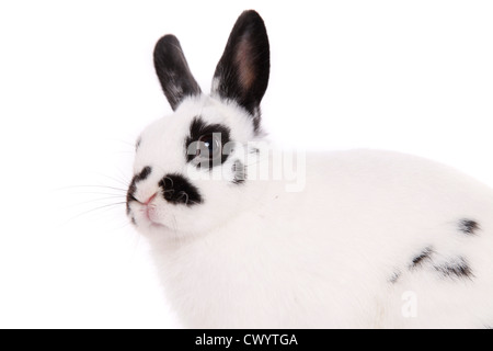 pygmy bunny Stock Photo