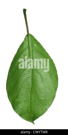 Japanese Balsam Poplar Populus maximowiczii Stock Photo