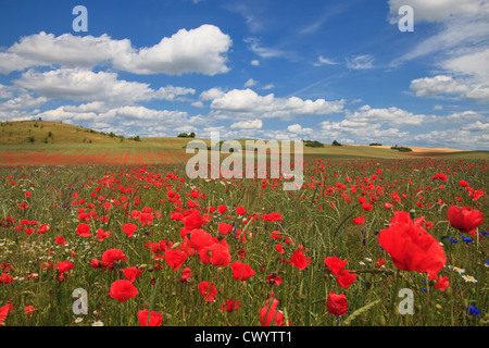 Corn poppy field in Uckermark, Brandenburg, Germany Stock Photo