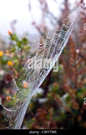 Dew Drenched Cobweb Hanging from Undergrowth on Misty Morning Stock Photo