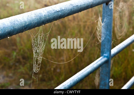 Cobwebs Hanging from Metal farm Gate Covered in Dew Stock Photo