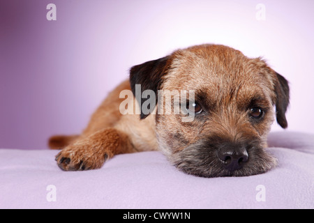 lying Border Terrier Stock Photo