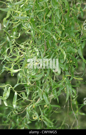 Chinese Weeping Willow (Corkscrew form) Salix babylonica pekinensis (Salicaceae) Stock Photo