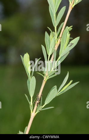 Purple Willow Salix purpurea (Salicaceae) Stock Photo