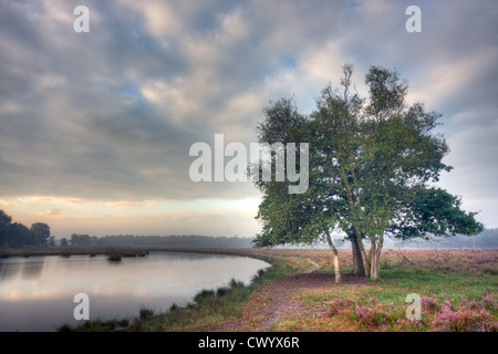 Group of trees on the shore of a lake on a misty heath at sunrise Stock Photo