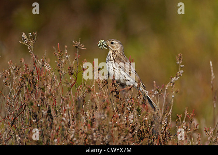Meadow Pipit (Anthus pratensis) carrying food for chicks on heather moorland North Wales UK 0743 Stock Photo