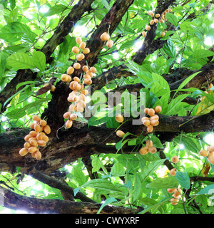 Bunch of Burmese grape (Baccaurea ramiflora) on tree Stock Photo