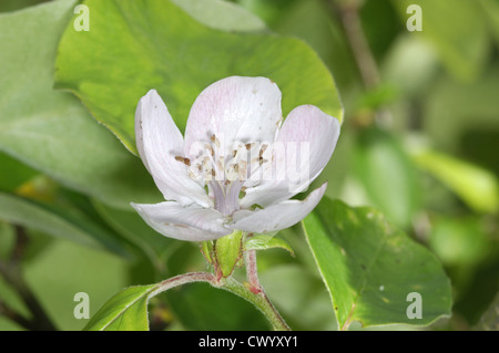 Quince Cydonia oblonga (Rosaceae) Stock Photo