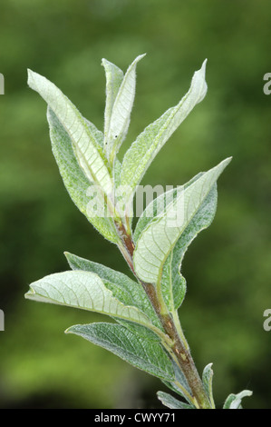 Downy Willow Salix lapponum (Salicaceae) Stock Photo