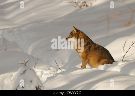 Eurasian Wolf (Canis lupus) sitting in snow Stock Photo