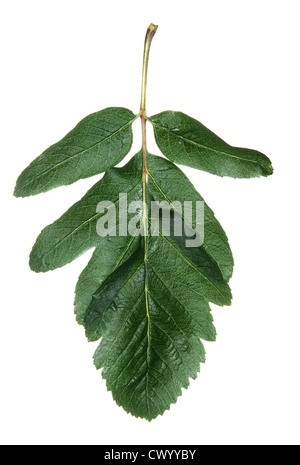 Arran Service-tree Sorbus pseudofennica (Rosaceae) Stock Photo