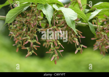 Pere David's Maple Acer davidii Stock Photo