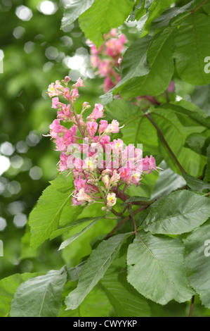 Red Horse-chestnut Aesculus x carnea Stock Photo