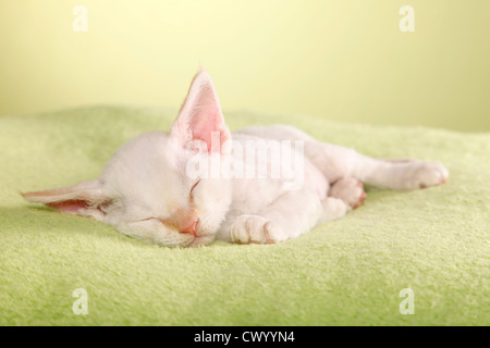 Devon Rex kitten Stock Photo