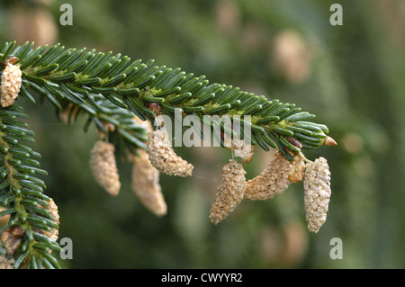 Oriental Spruce Picea orientalis Stock Photo