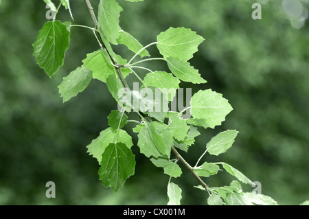 Grey Poplar Populus x canescens Stock Photo