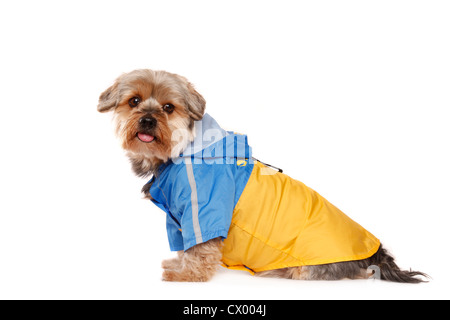 Yorkshire Terrier with raincoat Stock Photo