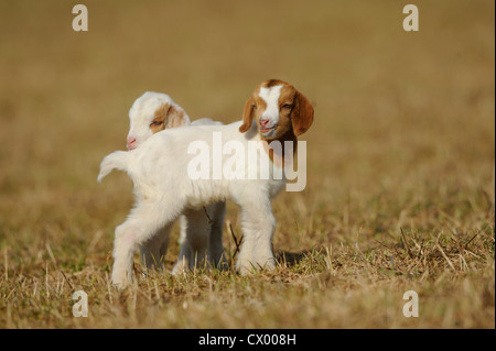 Two young goats on pasture Stock Photo