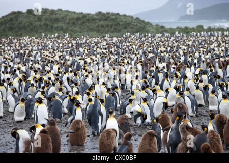 King Penguin (Aptenodytes patagonicus patagonicus) huge colony of adults and chicks on Salisbury Plain, South Georgia Island. Stock Photo