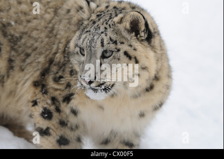 Snow leopard cub (Uncia uncia) in snow Stock Photo