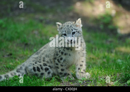 Snow leopard cub (Uncia uncia) sitting Stock Photo