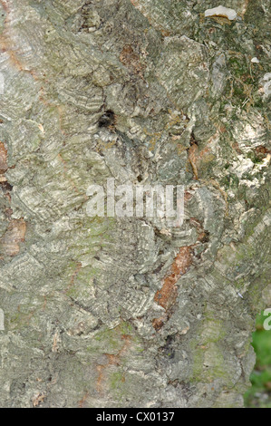 Cork Oak Quercus suber (Fagaceae) Stock Photo