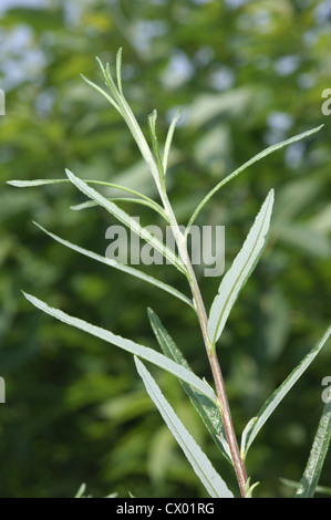 Willow Tree Ornament Stock Photo - Alamy