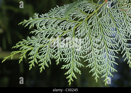 Hinoki Cypress Chamaecyparis obtusa (Cupressaceae) Stock Photo