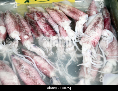Fresh squids display in the basket fresh seafood in the market Stock Photo