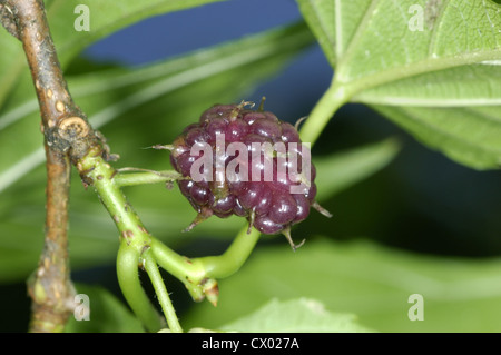 White Mulberry Morus alba (Moraceae) Stock Photo