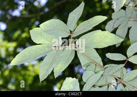 Nikko Maple Acer nikoense (Aceraceae) Stock Photo