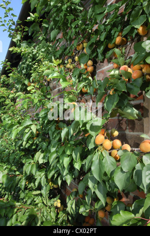 Apricot Prunus armeniaca (Rosaceae) Stock Photo