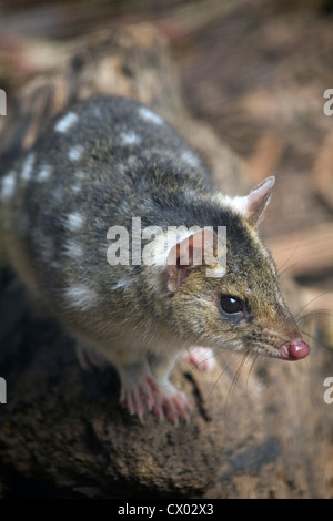 Tiger Quoll (also known as Spot tailed or Spotted tailed Quoll), Tasmania, Australia Stock Photo