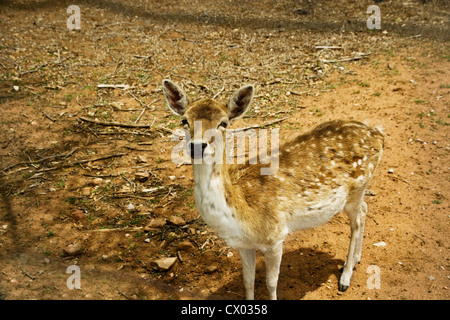 Deer Fawn Stock Photo