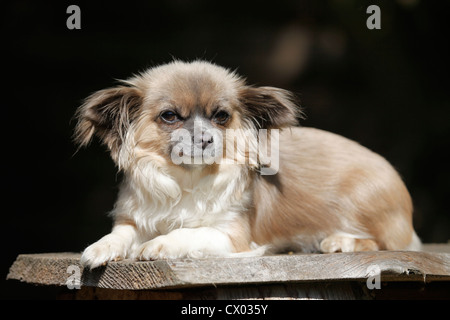 lying Chihuahua Stock Photo